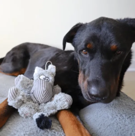 Steel Dog - Barnyard Buddy Donkey