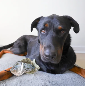Steel Dog - Denim Crappie