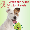 My Name is Bud, Funny Squeaky Weed Dog Toy, Cute Stuffed Parody Pot Nug, Cool Plush 420 Novelty Gift for Pets & Their Owners, Sized for Puppies & Smal