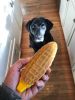 Corn on the Cob Nylon Dog Toy for Aggressive Chewers | USA Made | SodaPup