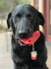 Cherry Pie Nylon Dog Chew Toy for Aggressive Chewers | USA Made | SodaPup