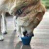 Space Capsule eDispenser™ - Durable Dog Chew Toy for Aggressive Chewers | USA Made